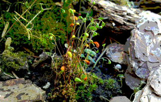 Flautiorn Bog