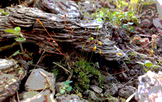 Flautiorn Strata
